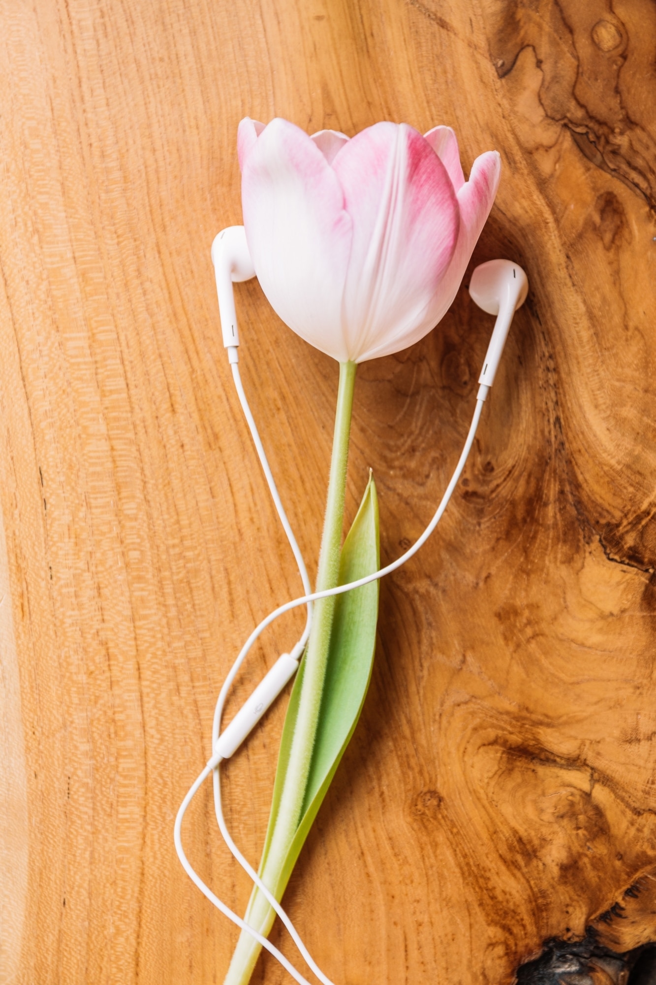 photo tulipe sur une table avec deux écouteurs